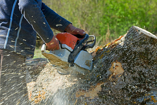 How Our Tree Care Process Works  in  Carnesville, GA